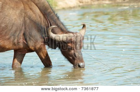 Buffalo (syncerus Caffer) In The Wild