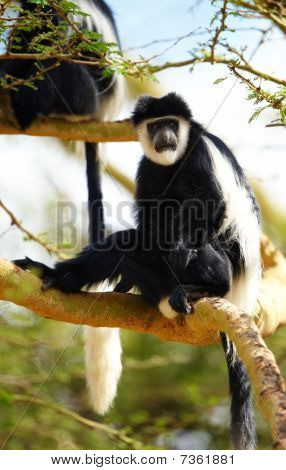 Sort-hvide Colobus aber