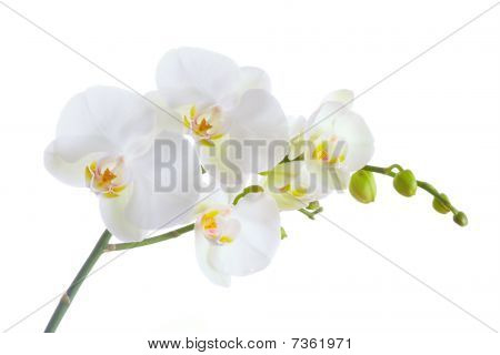 White Orchid