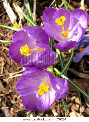 Lila Crocus