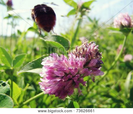 Bumble Bee Flies From Flower