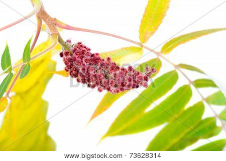 Rhus typhina flower