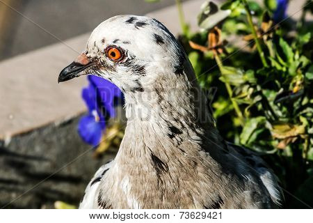 Pigeon