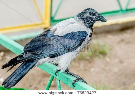 Raven
