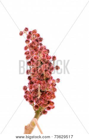 Rhus typhina single flower