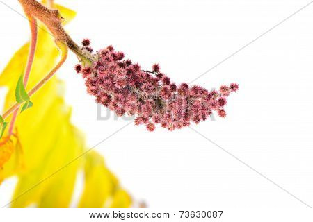 Rhus typhina flower with yellow leaves