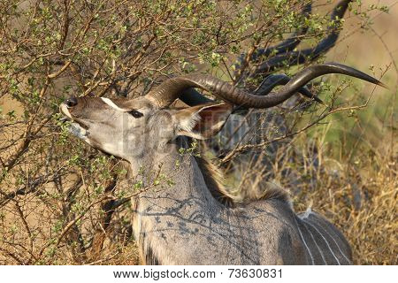 Greater Kudu