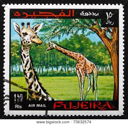 Postage Stamp Fujeira 1969 Giraffe, Animal