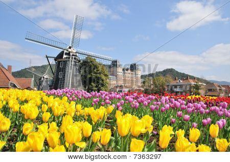 Tulip and Windmill