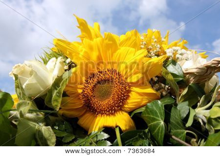 Girasole