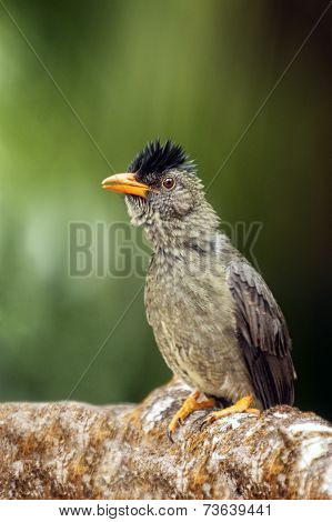 Bulbul