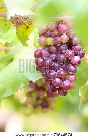 Grape