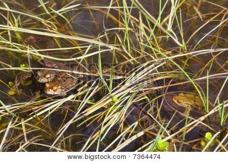 Crapaud commun frai au printemps