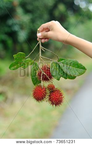 Children hand holding fresh rambutan fruit (nephelium lappaceum)