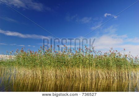 Reedbed 