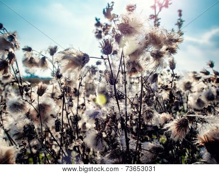 White Fluffy Great Burdock