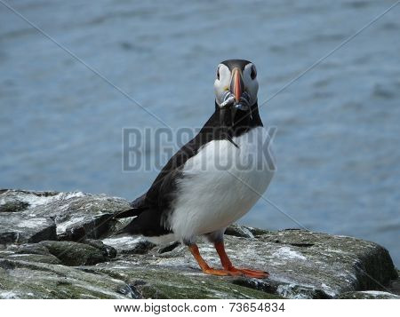 Puffin