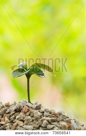 Seedling Plant