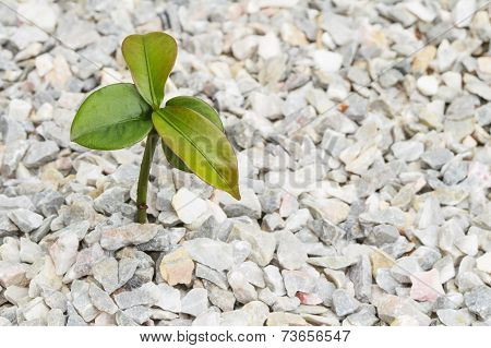 Seedling Plant On The Rock