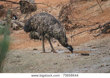 Emu