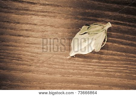 Hibiscus Hip