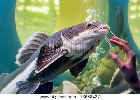 Fish Aquarium