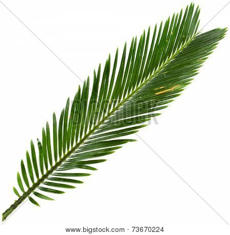 Single Green leaf of palm tree close up isolate on white background