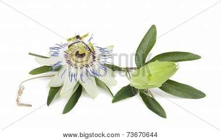 Passiflora