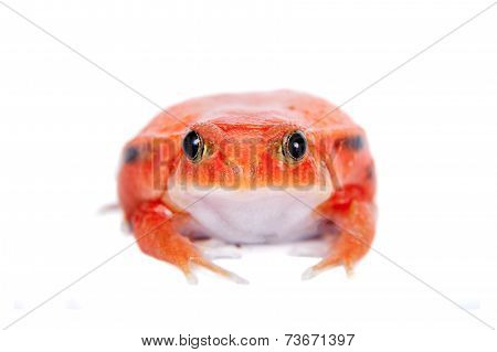 Madagascar tomato Frog isolated on white