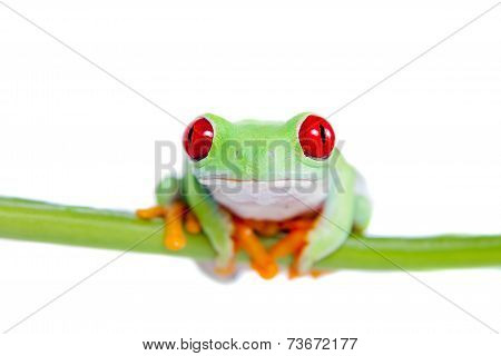 Beautiful red eyed tree frog on white background
