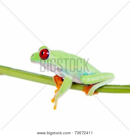 Beautiful red eyed tree frog on white background