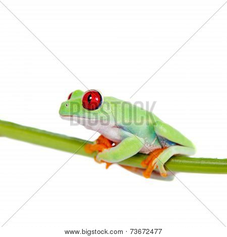 Beautiful red eyed tree frog on white background
