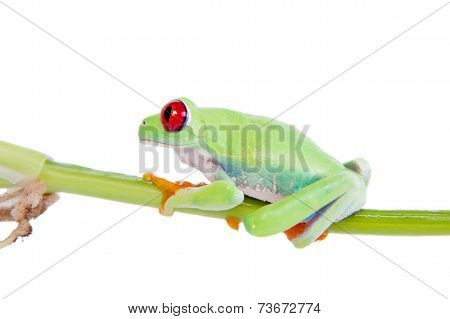 Beautiful red eyed tree frog on white background