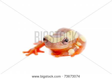 Shreve's Sarayacu treefrog isolated on white
