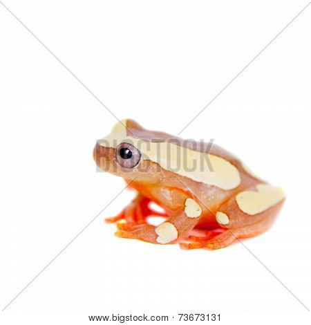 Shreve's Sarayacu treefrog isolated on white