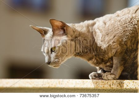 Animals At Home. Egyptian Mau Cat