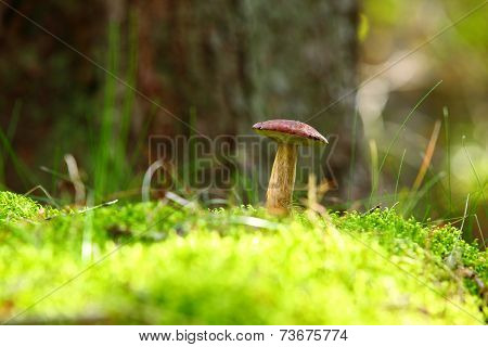 Forest Mushroom Bay Bolete In A Green Moss
