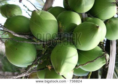 Kokosowe