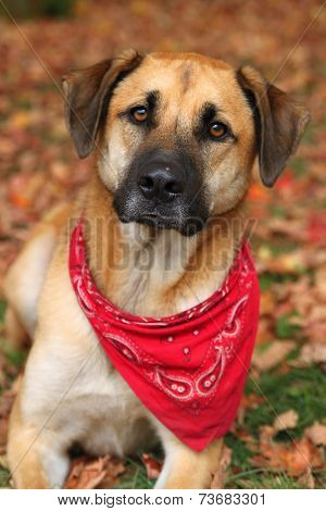 Large Mixed Breed Dog In Autumn