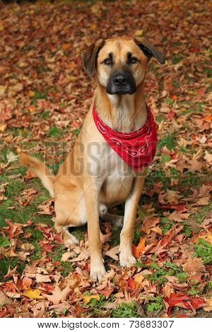 Large Mixed Breed Dog In Autumn