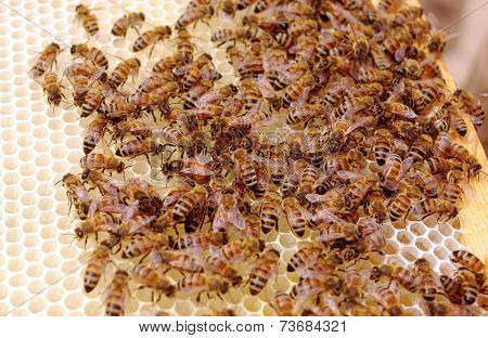 Queen Laying Eggs on New Brood Frame with Uncapped Honey and Brood Cells.