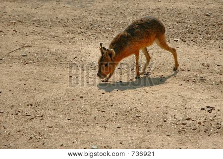 Capibara