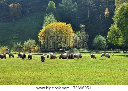 Flock Of Merino Sheep Pasture At Autumn