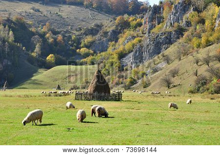 Flock Of Merino Sheep Pasture At Autumn