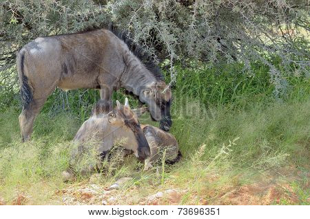 Two Blue Wildebeest Calves