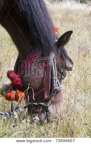 Horse head and traditional finery