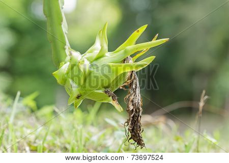 Young Dragon Fruit In Garden,pitaya,hylocereus.