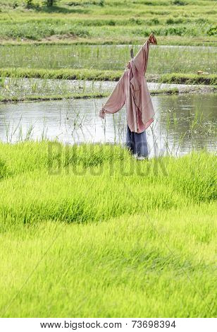 Scarecrow In Rice Field.
