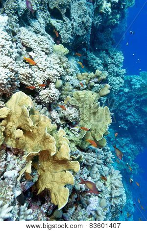Colorful Coral Reef With Hard Corals And Exotic Fishes At The Bottom Of Tropical Sea