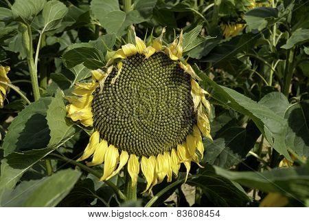 flowering sunflowers field